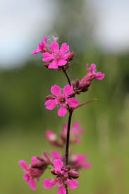 Attēlu rezultāti vaicājumam “Silene viscaria”