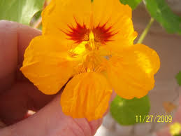 Image result for Tropaeolum majes