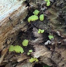 Attēlu rezultāti vaicājumam “Arcyria cinerea spores”