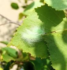 Attēlu rezultāti vaicājumam “Acronicta leporina larva”