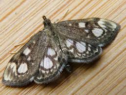 Attēlu rezultāti vaicājumam “Anania stachydalis”