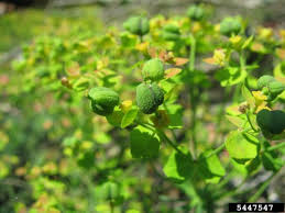 Attēlu rezultāti vaicājumam “Euphorbia cyparissias fruit”