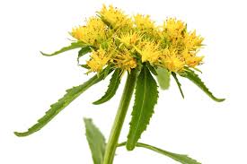 Attēlu rezultāti vaicājumam “Rhodiola rosea flower”