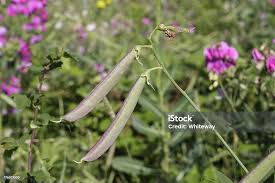 Attēlu rezultāti vaicājumam “Lathyrus latifolius bud”