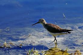 Attēlu rezultāti vaicājumam “Tringa ochropus”