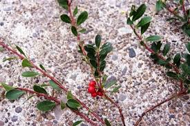 Attēlu rezultāti vaicājumam “Arctostaphylos uva-ursi fruit”