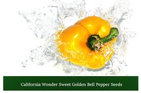 Afbeeldingsresultaat voor californian wonder golden sweet pepper