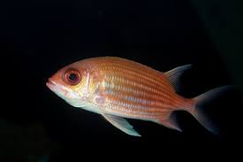 Image result for Holocentrus adscensionis