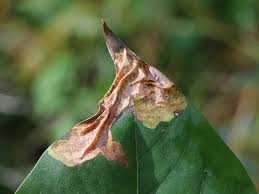 Attēlu rezultāti vaicājumam “Gracillaria syringella larva”