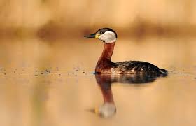 Attēlu rezultāti vaicājumam “Podiceps grisegena”