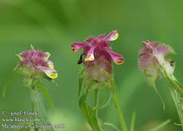 Attēlu rezultāti vaicājumam “Melampyrum cristatum”