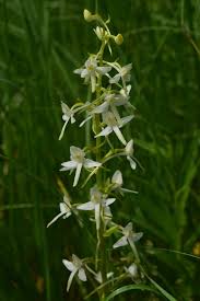 Attēlu rezultāti vaicājumam “Platanthera bifolia”