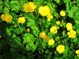 Attēlu rezultāti vaicājumam “Ranunculus repens leaf”