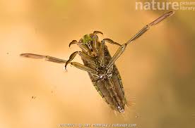 Attēlu rezultāti vaicājumam “Notonecta glauca”