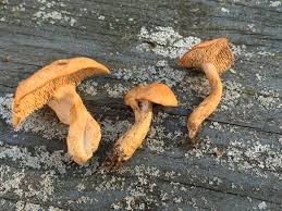 Attēlu rezultāti vaicājumam “Hydnum rufescens”