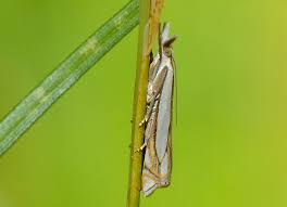 Attēlu rezultāti vaicājumam “Crambus”