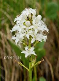 Attēlu rezultāti vaicājumam “Menyanthes trifoliata leaf”