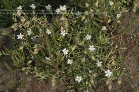 Attēlu rezultāti vaicājumam “Spergularia marina”