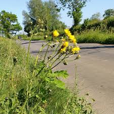 Attēlu rezultāti vaicājumam “Crepis biennis”