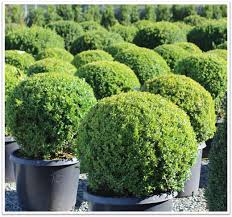 Attēlu rezultāti vaicājumam “Buxus sempervirens”