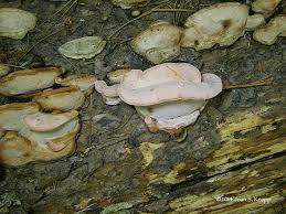 Attēlu rezultāti vaicājumam “Fomitopsis rosea”