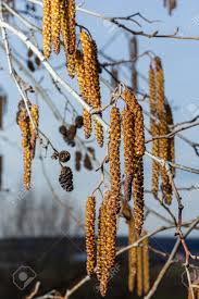 Attēlu rezultāti vaicājumam “Alnus glutinosa female flower”