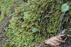 Attēlu rezultāti vaicājumam “Isothecium alopecuroides”