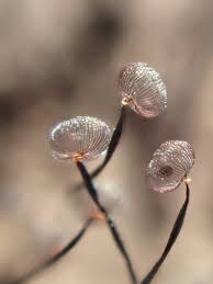 Attēlu rezultāti vaicājumam “Cribraria cancellata spores”