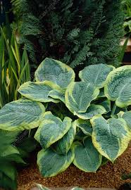 Attēlu rezultāti vaicājumam “Hosta sp. leaf”