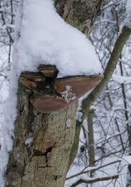 Attēlu rezultāti vaicājumam “Phellinus alni”