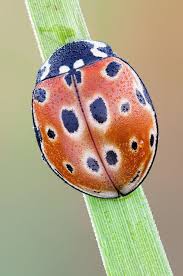 Attēlu rezultāti vaicājumam “Anatis ocellata”