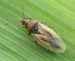 Attēlu rezultāti vaicājumam “Lygaeidae”