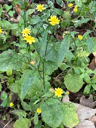 Attēlu rezultāti vaicājumam “Lapsana communis flower”