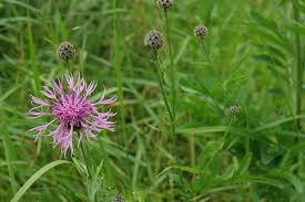 Attēlu rezultāti vaicājumam “Centaurea scabiosa leaf”