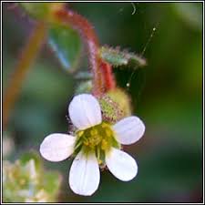 Attēlu rezultāti vaicājumam “Saxifraga tridactylites flower”