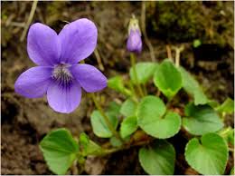 Attēlu rezultāti vaicājumam “Viola rupestris”