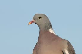 Image result for Columba palumbus