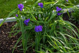 Attēlu rezultāti vaicājumam “Tradescantia virginiana”