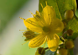 Attēlu rezultāti vaicājumam “Hypericum perforatum flower”