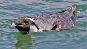 Image result for Synthliboramphus antiquus