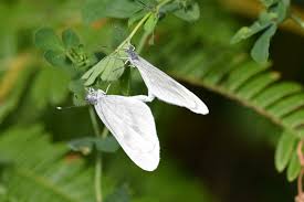 Attēlu rezultāti vaicājumam “Leptidea sinapis underside”