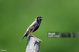 Image result for Dolichonyx oryzivorus