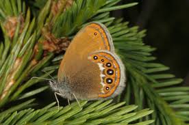 Attēlu rezultāti vaicājumam “Coenonympha hero”