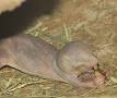 Naked mole rat - Wikipedia, the free encyclopedia