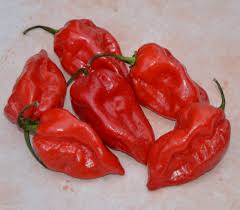 Afbeeldingsresultaat voor red fratali hot pepper