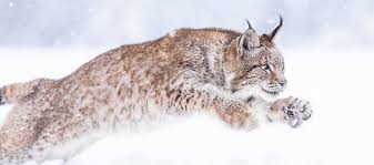 Afbeeldingsresultaat voor lynx