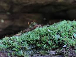 Attēlu rezultāti vaicājumam “Saelania glaucescens”