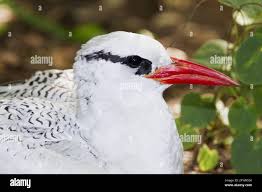 Image result for Phaethon aethereus