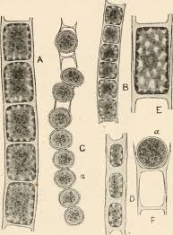 Attēlu rezultāti vaicājumam “Comatricha elegans var. microspora spores”