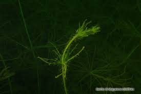 Attēlu rezultāti vaicājumam “Chara hispida”